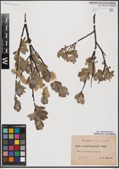 Foto von Salix aurita L. x Salix lapponum L.